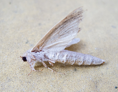 Phragmataecia castaneae