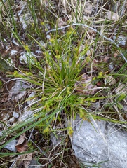 Carex viridula