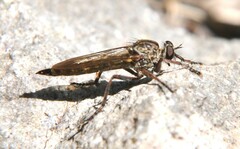Asiloidea