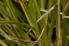 Carex viridula