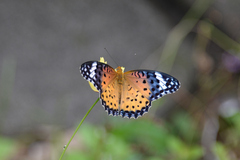 Argynnis hyperbius
