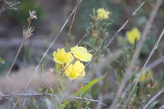 Oenothera elata