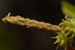 Carex viridula