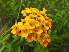 Tagetes lucida