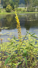 Crotalaria