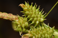 Carex viridula