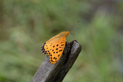 Argynnis hyperbius