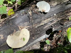 Trametes aesculi