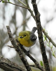 Vireo flavifrons