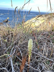 Platanthera elegans elegans