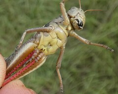 Melanoplus keeleri