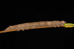Eutrapela clemataria
