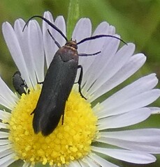 Scythris fuscicomella