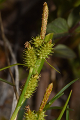 Carex viridula