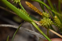 Carex viridula
