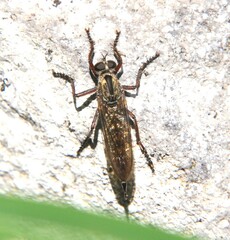 Asiloidea