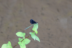 Atrocalopteryx atrata