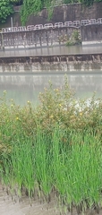 Ludwigia hyssopifolia