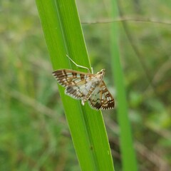 Epipagis fenestralis