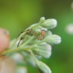 Thomisidae