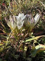 Gentiana algida