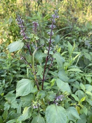 Plectranthus fruticosus