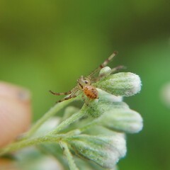 Thomisidae