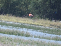 Phoenicopteridae