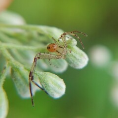Thomisidae