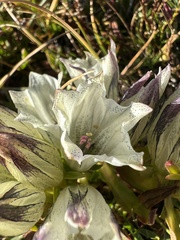 Gentiana algida