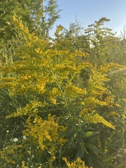 Solidago canadensis