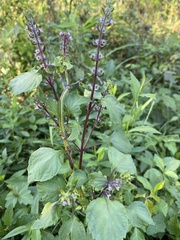 Plectranthus fruticosus