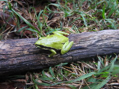 Hyla eximia