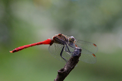 Sympetrum eroticum