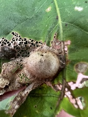 Callirhytis quercusfutilis