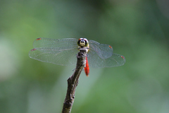 Sympetrum eroticum