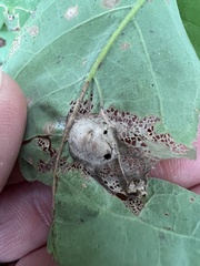 Callirhytis quercusfutilis