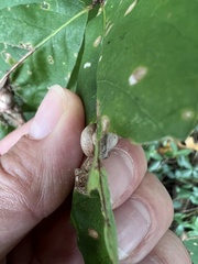 Callirhytis quercusfutilis