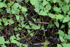 Atrocalopteryx atrata