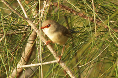 Malurus lamberti