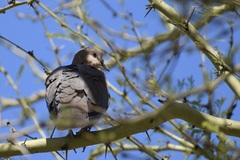 Streptopelia semitorquata
