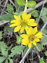 Silphium asteriscus
