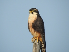 Falco femoralis