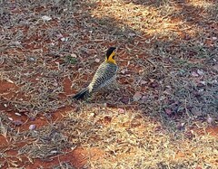 Colaptes campestris campestris