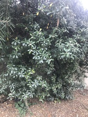Pittosporum