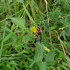 Sphex flavovestitus