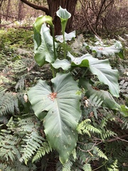 Zantedeschia
