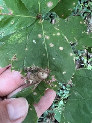 Callirhytis quercusfutilis