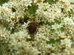 Neoscona arabesca