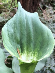 Zantedeschia